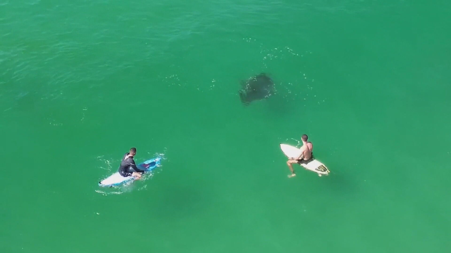VÍDEO: raia é flagrada nadando entre surfistas na Praia da Macumba