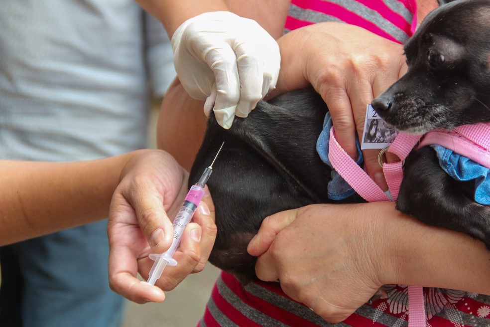 C&atilde;es e gatos podem receber vacina antirr&aacute;bica  &mdash; Foto: Prefeitura de Po&aacute;/Divulga&ccedil;&atilde;o