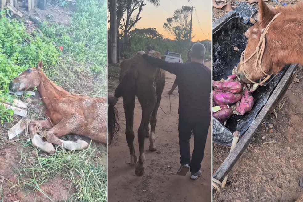Agente policial atua contra os maus-tratos a animais em Pirapozinho (SP) e região — Foto: Andrews Markus/Arquivo pessoal