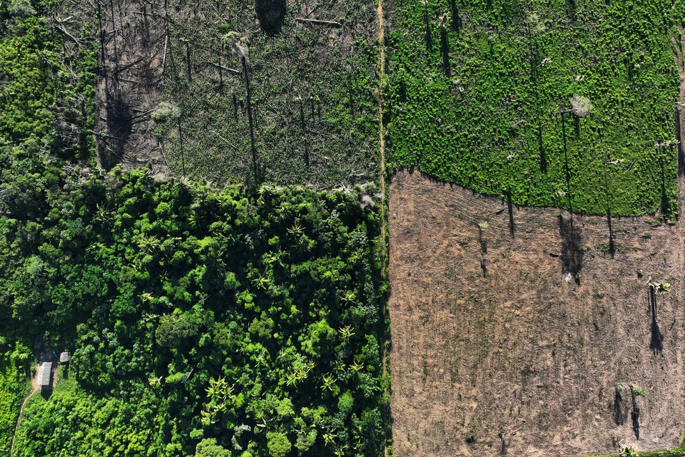 Quase um tero da explorao ilegal de madeira em Mato Grosso ocorreu em reas protegidas, como terras indgenas e unidades de conservao  Foto: Ueslei Marcelino/Reuters