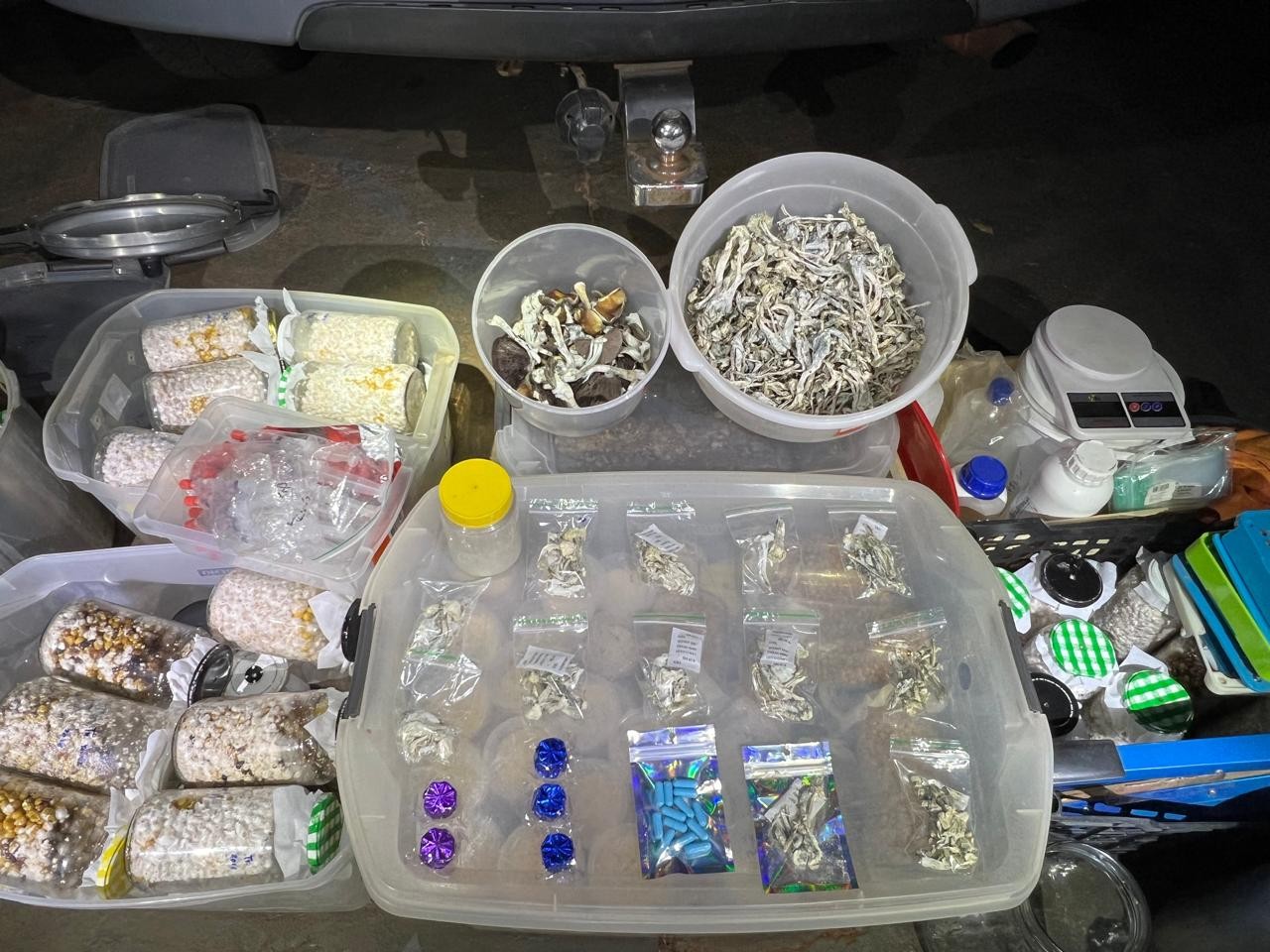 Homem é preso com laboratório de 'cogumelos mágicos' em MS