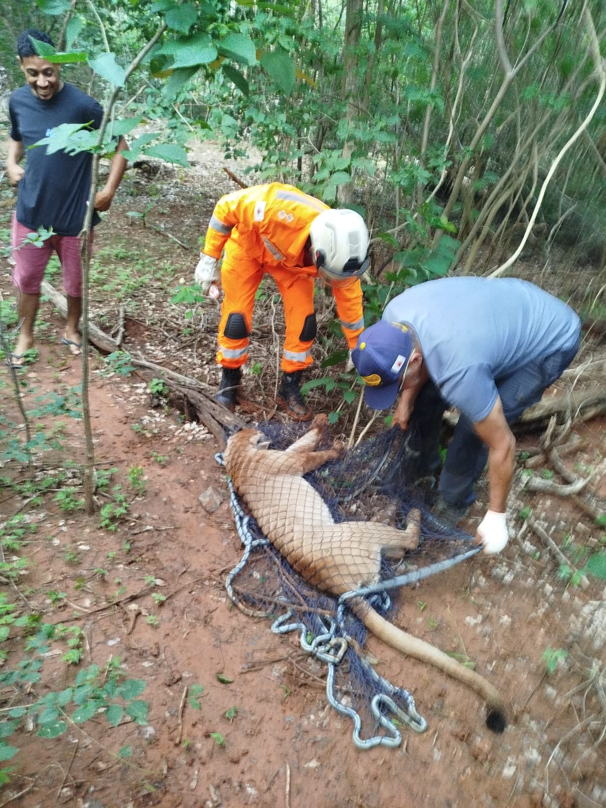 Morre onça-parda resgatada após ser atropelada na MGC-135, em Januária
