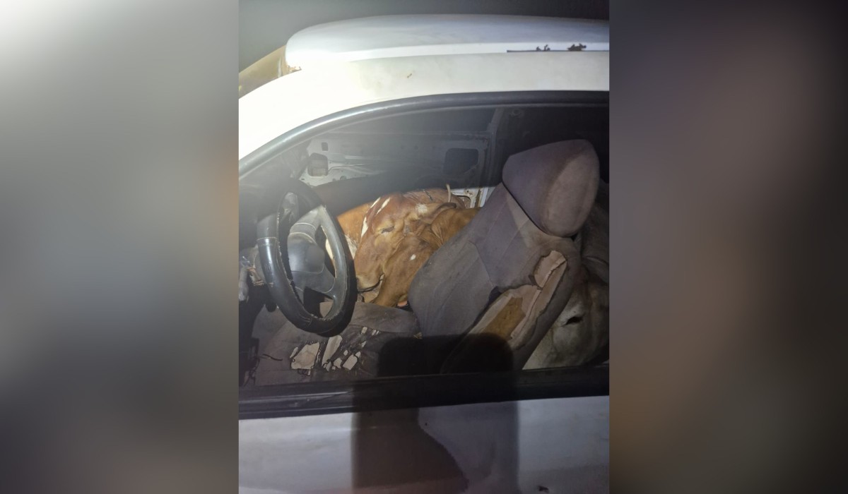Bois furtados são encontrados 'espremidos' dentro de carro após abordagem policial em rodovia do interior de SP
