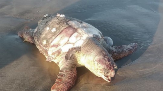 Tartaruga de 54 quilos e ameaçada de extinção é encontrada no litoral de SP