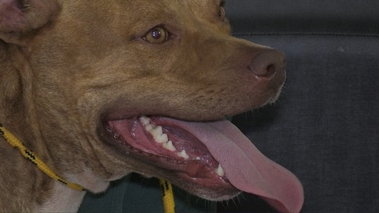 Minas Gerais tem nova lei para criação de cães pit bull e raças semelhantes - Foto: (Argeu Almeida/RPC)