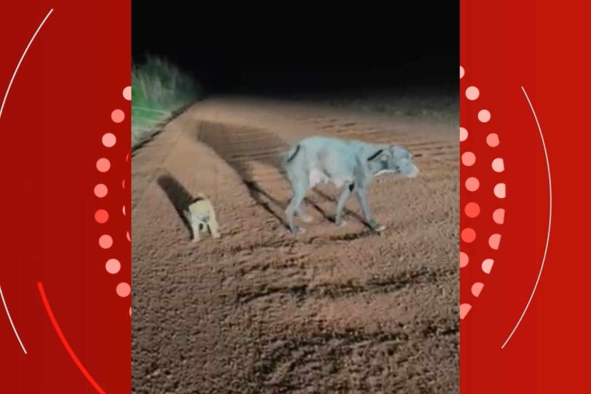 VÍDEO: filhote 'caramelo' e mãe são resgatados após serem abandonados em estrada rural de MT