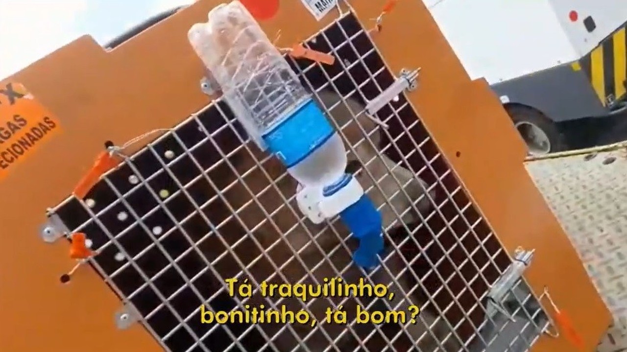 Lei Joca: Senado vota projeto que recomenda aéreas a oferecer serviço de rastreamento de pets