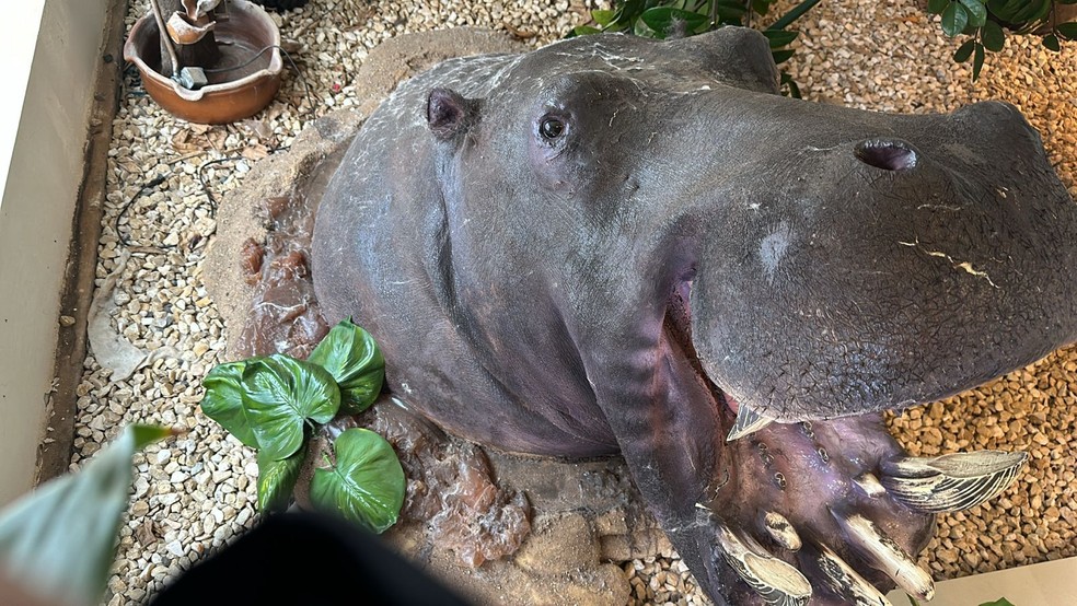 Animais empalhados são encontrados durante operação da Polícia Federal (PF) em São José do Rio Preto (SP) — Foto: Divulgação / Polícia Federal