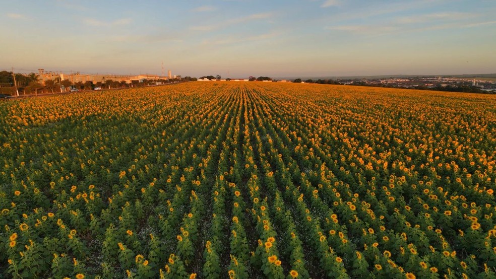 São 38 hectares de girassóis em Pederneiras (SP) — Foto: @LMDRONETAKES/Divulgação