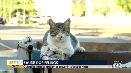 Especialista explica cuidados com a saúde dos felinos
