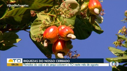 Floradas do pequi e caju colorem o Tocantins durante o mês de agosto