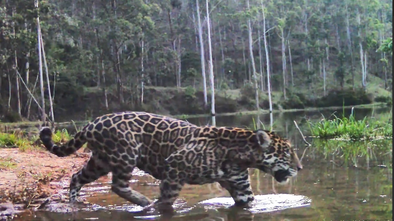 Novos registros da onça-pintada no RJ mostram o felino se refrescando em rio