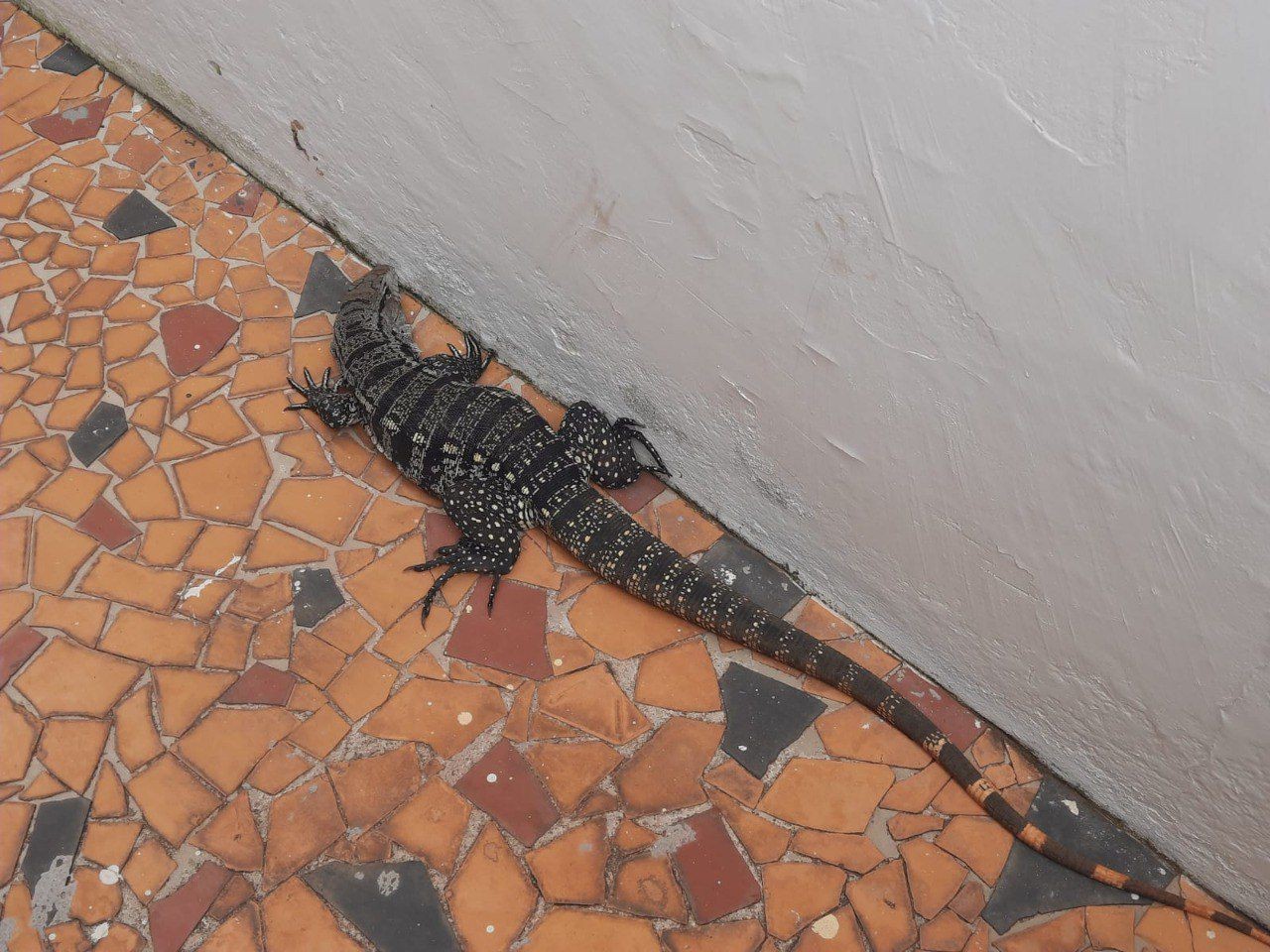 VÍDEO: Lagarto de 70 cm é capturado em garagem de casa em MG