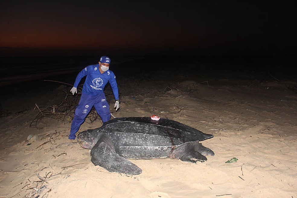 Tartaruga-gigante encontrada no litoral do Piauí recebeu equipamento de monitoramento via satélite — Foto: Instituto Tartarugas do Delta