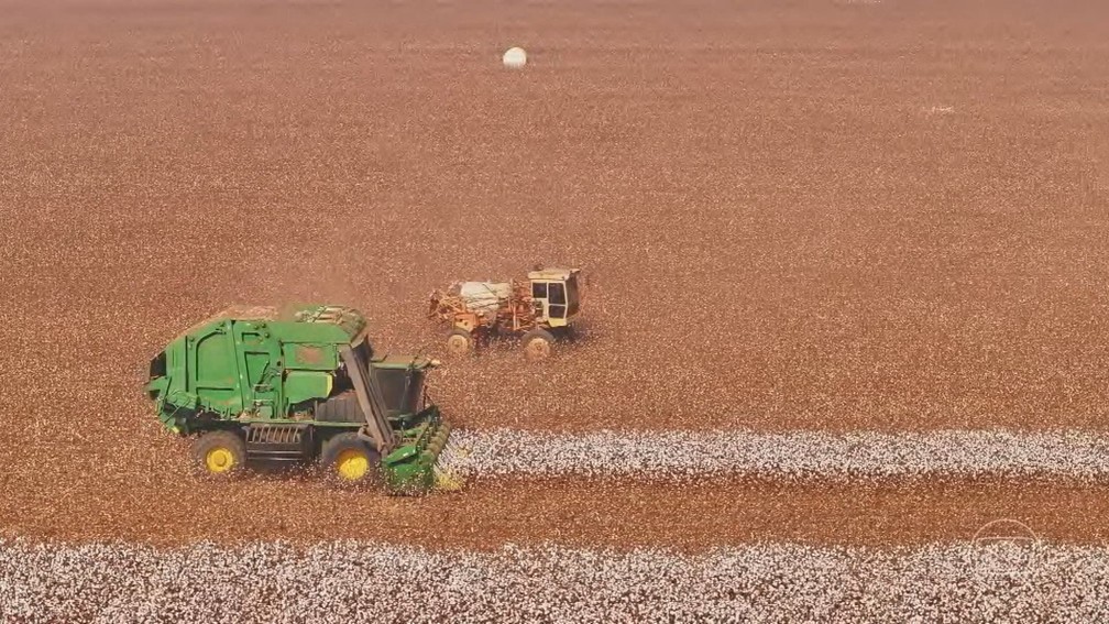 Boa Esperança do Norte: terras já produzem quase 4 milhões de toneladas de algodão, soja e milho por ano — Foto: Jornal Nacional/ Reprodução