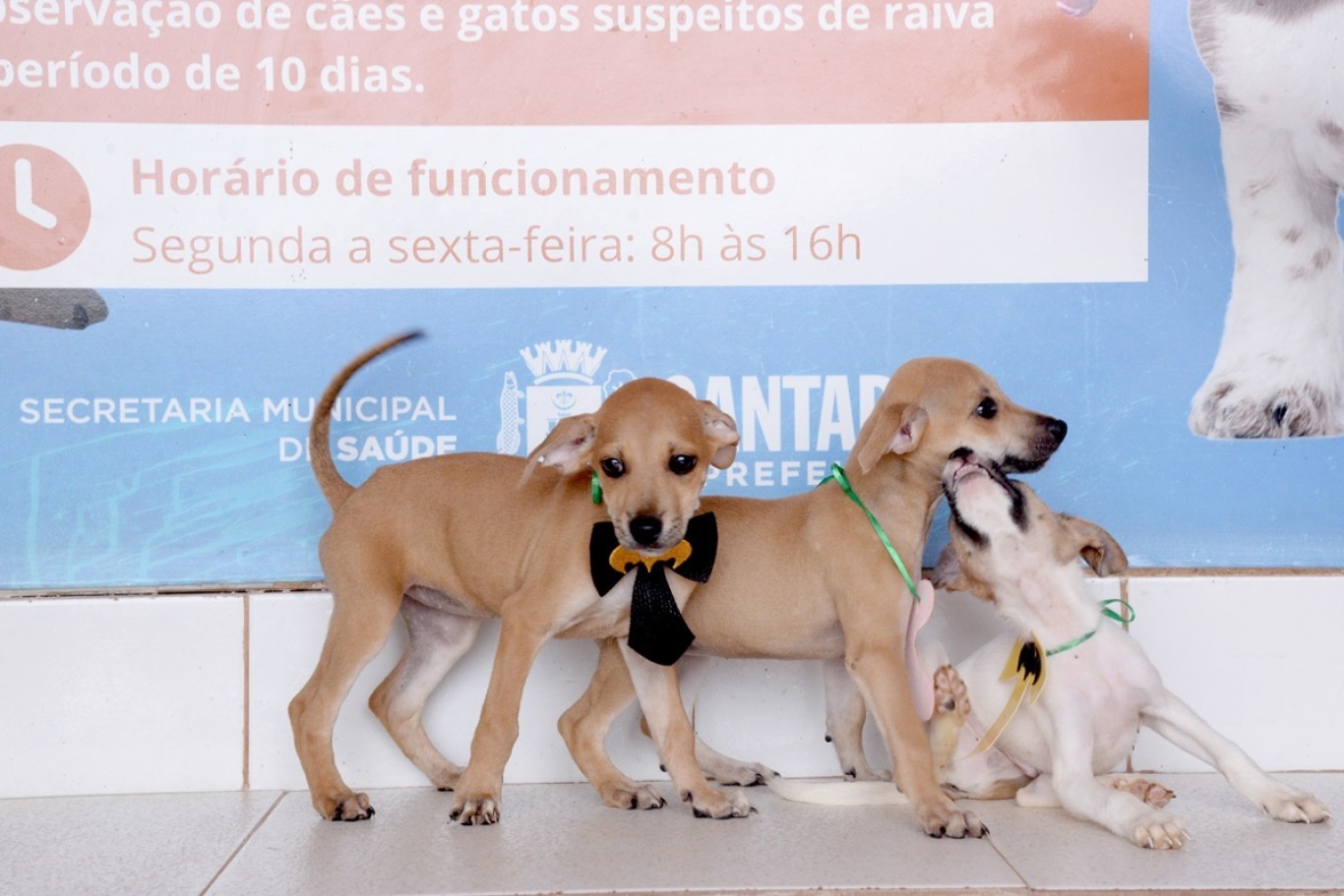 Bloquinho da Adoção: campanha incentiva adoção de cães e gatos resgatados em Santarém