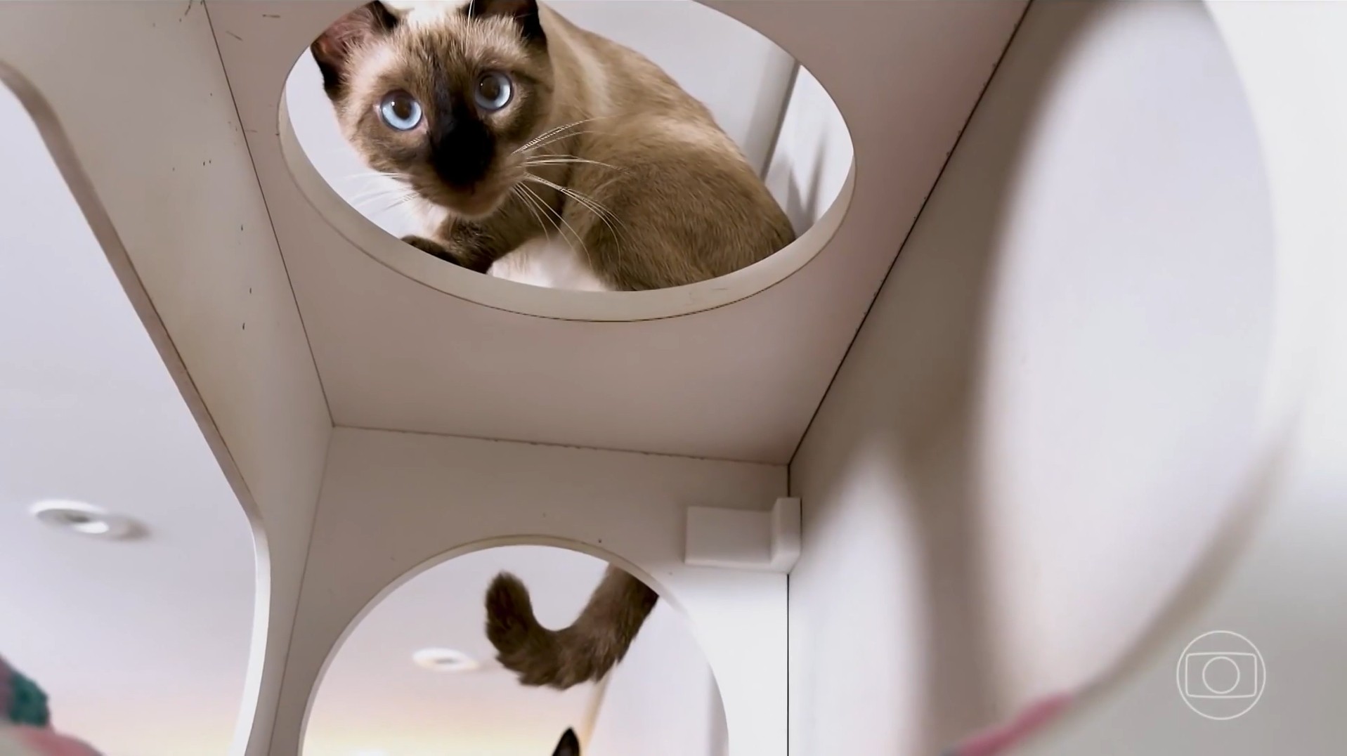 O 'pulo do gato': arquitetos faturam R$ 96 mil com móveis sob medida para felinos