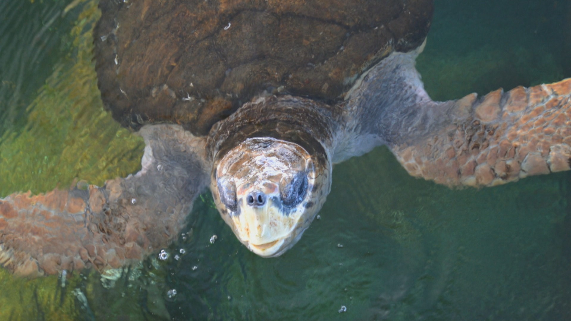 Tartarugas-cabeçudas, como 'Jorge', voltam a aparecer na Baía de Guanabara e intrigam biólogos