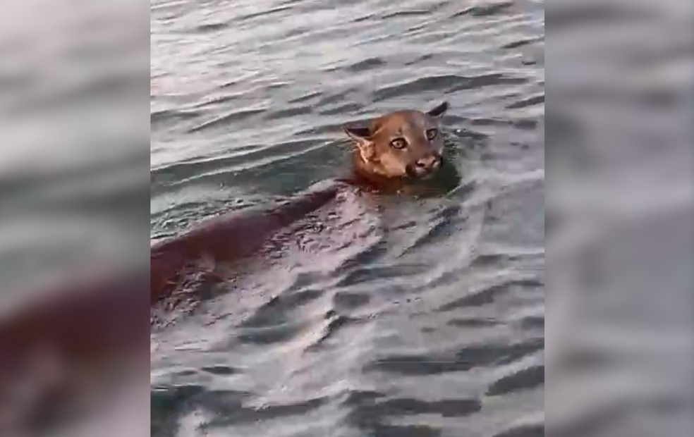 Itapura - SP: Onça-parda é flagrada nadando no Rio Tietê