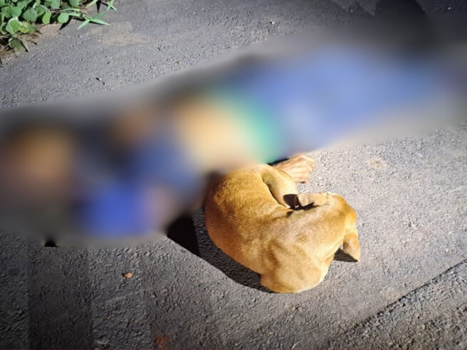 Ciclista morre em rodovia no AC e cachorro fica ao lado do corpo à espera de resgate
