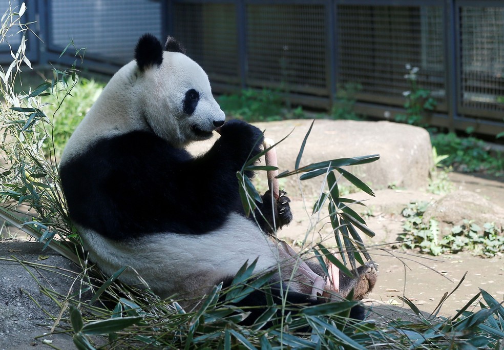 Panda gigante dá à luz filhotes gêmeos no zoológico mais antigo do