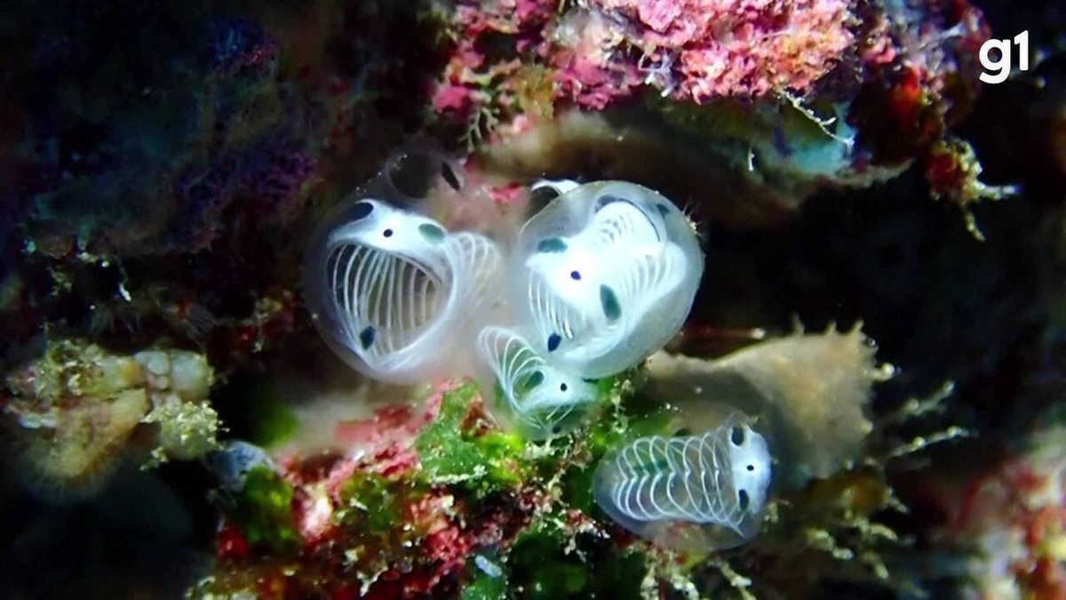 Cientistas japoneses descobrem nova espécie marinha parecida com um panda; veja o VÍDEO