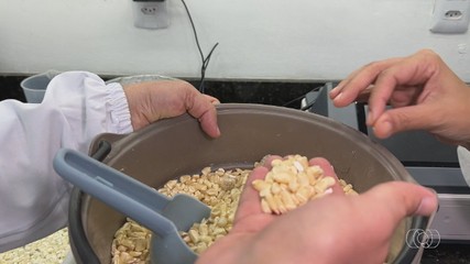 Veja a produção de milho branco para as festas juninas