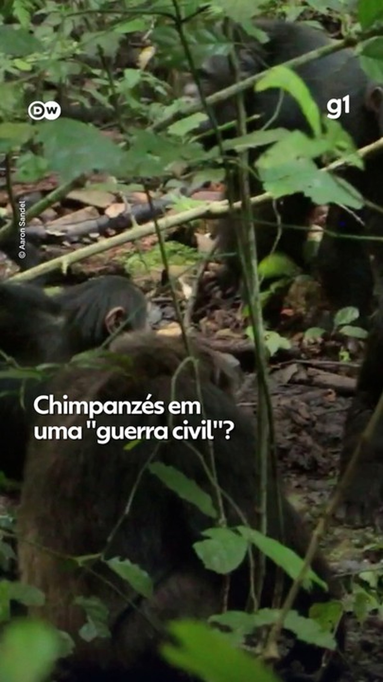 VÍDEO: Chimpanzés em uma 'guerra civil'?