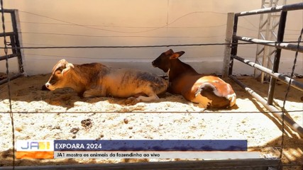 JA1 mostra animais da fazendinha da Expoara 2024