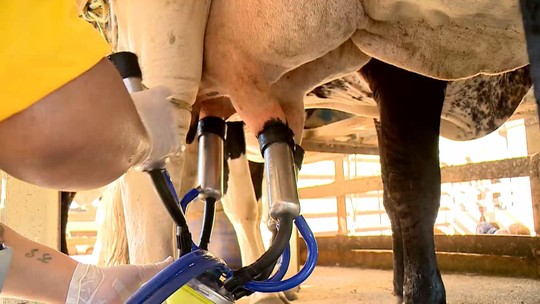Entenda por que preço do leite registra 6ª queda consecutiva; valor pago ao produtor cai 30,4% no ano