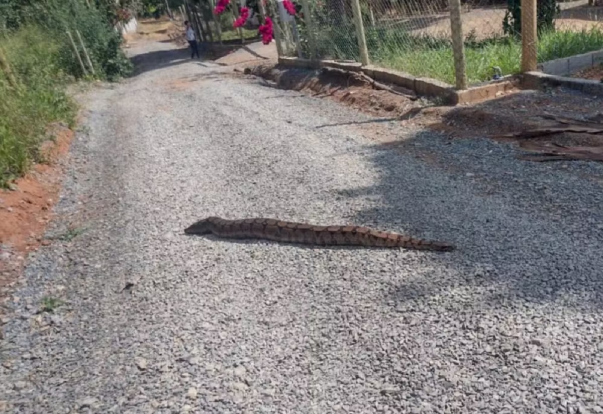 Jiboia de 2 metros é resgatada em quintal de sítio em Arcos