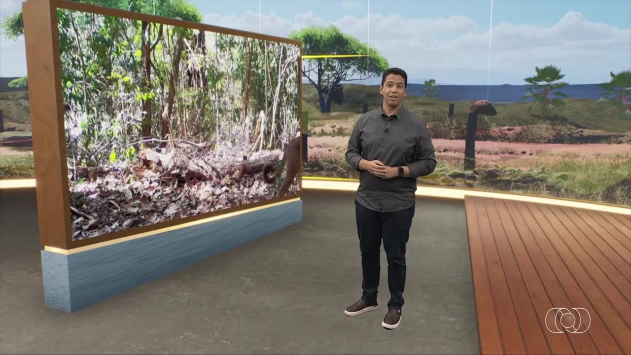 VÍDEOS: Jornal do Campo de domingo, 4 de janeiro de 2026