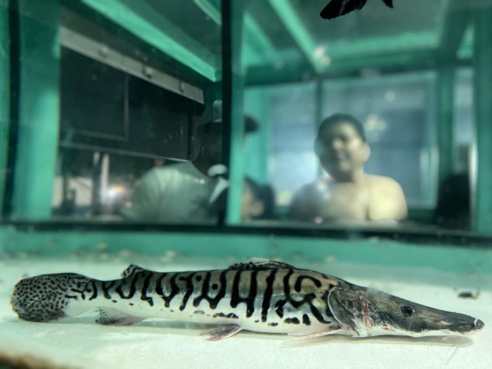 Peixe exibido na Exposição-Feira Agropecuária de Roraima (Expoferr). — Foto: Yara Ramalho/g1 RR