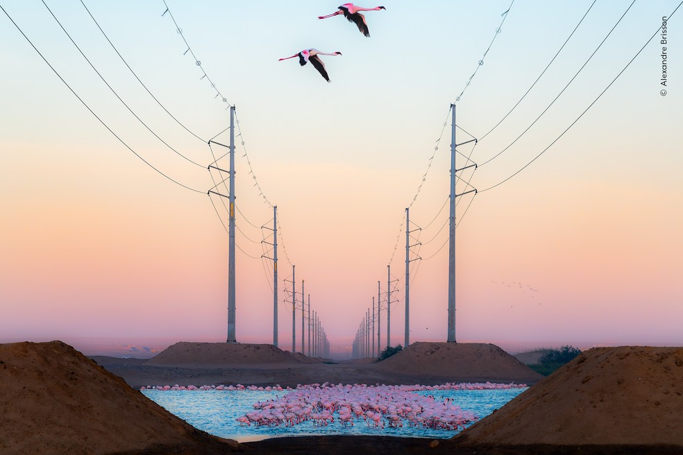 Flamingos levantam voo ao entardecer enquanto passam entre torres de energia em uma área protegida da Namíbia. — Foto: Alexandre Brisson – Wildlife Photographer of the Year – People’s Choice Award 2026