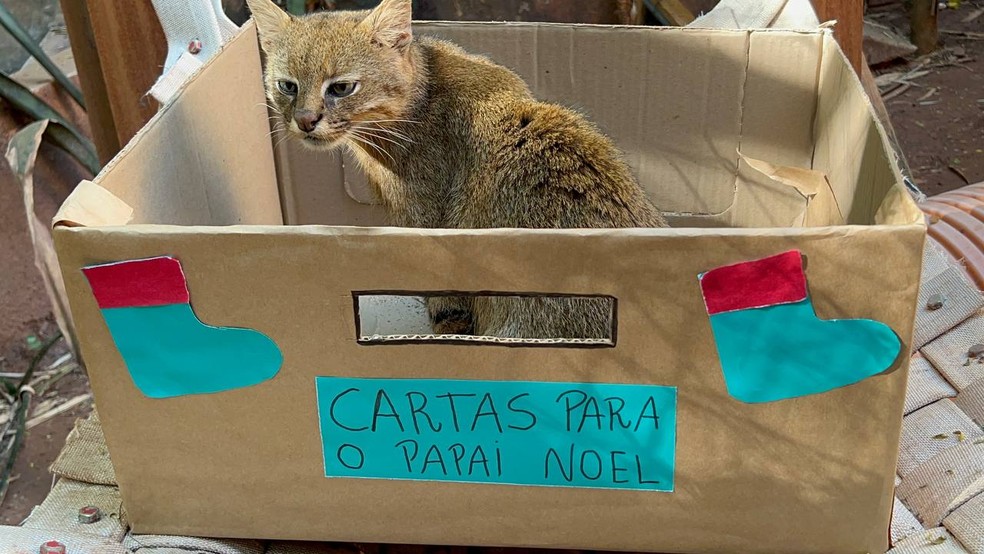 Gato Palheiro do Zoobotânico de Rio Preto (SP) brincando em caixa temática de Natal — Foto: Secretaria do Meio Ambiente/Divulgação