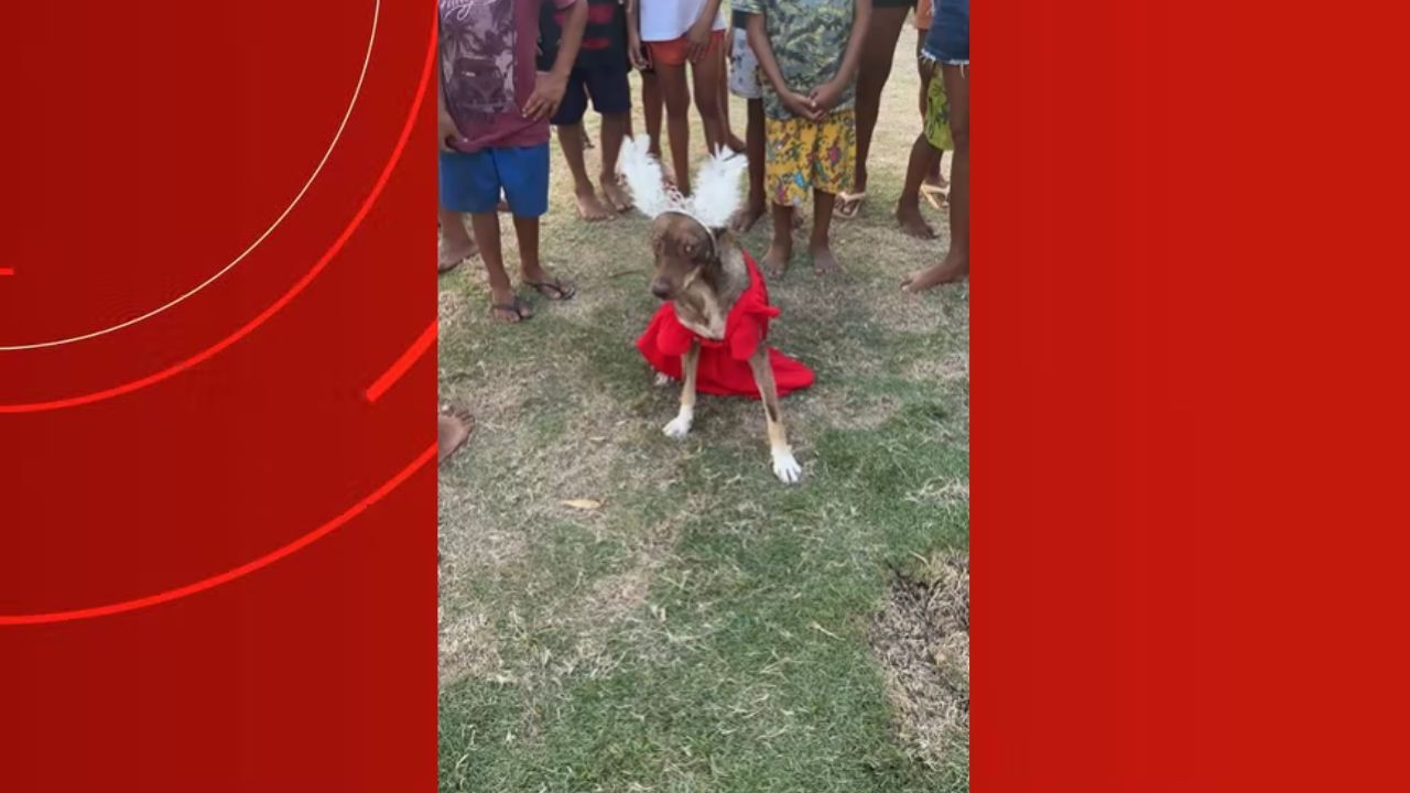Vestidos, tiaras e óculos: concurso elege cachorro mais arrumado em festa no interior do Amazonas; VÍDEOS