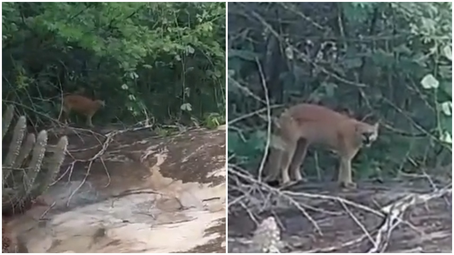 Homem fica 'cara a cara' com onça-parda durante caminhada em área de mata