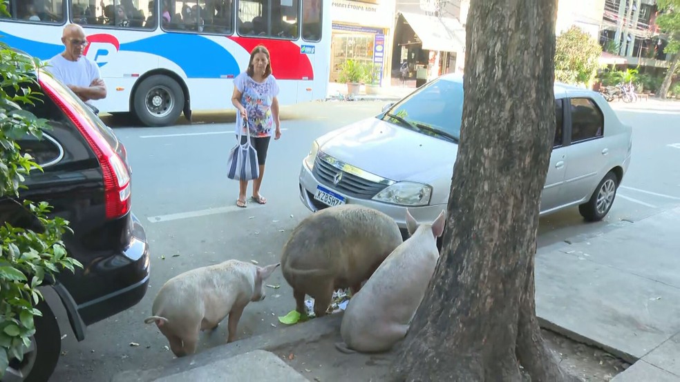 Porcos circulam pelo bairro de São Cristóvão, na Zona Norte do Rio — Foto: Reprodução/ TV Globo