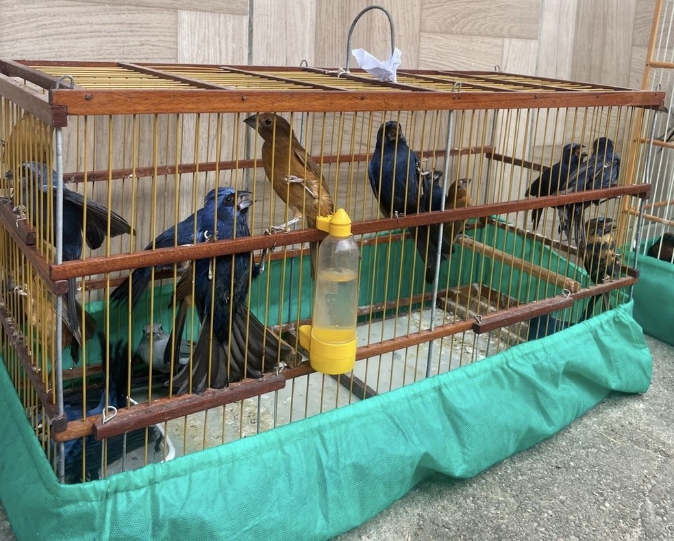 Polícia resgata 79 pássaros silvestres mantidos em cativeiro em Fortaleza — Foto: Polícia Civil do Ceará/Divulgação