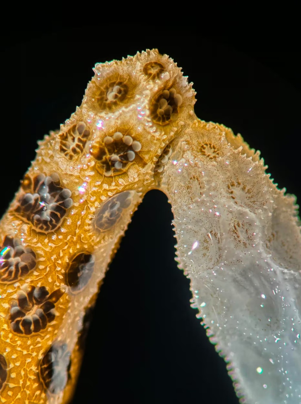 Coral branqueado ao encostar em coral saudável faz trocas que que trazem saúde de volta — Foto: Dan Griffin/GG Films