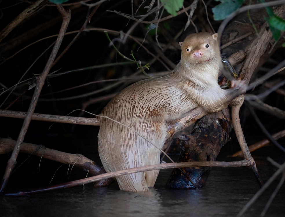 Lontra leucística registrada em 2022 — Foto: Mariana Bertrand