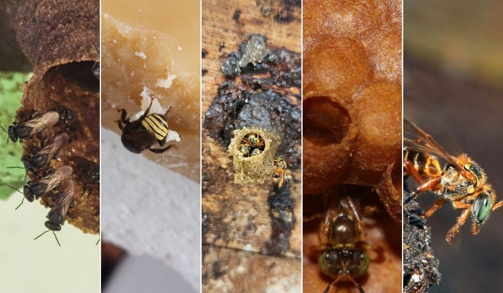 Abelha mandaguari, abelha mandaçaia, abelha jataí, abelha borá e abelha moça-branca — Foto: Felipe Sanchez Bragagnolo/acervo pessoal / Felipe Sanchez Bragagnolo/acervo pessoal / Felipe Sanchez Bragagnolo/acervo pessoal / Fototeca Cristiano Menezes/FCM-USP / Fototeca Cristiano Menezes/FCM-USP