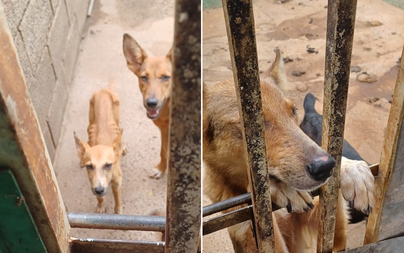 Homem é preso após deixar nove cães sem comida em Santo Antônio da Alegria, SP