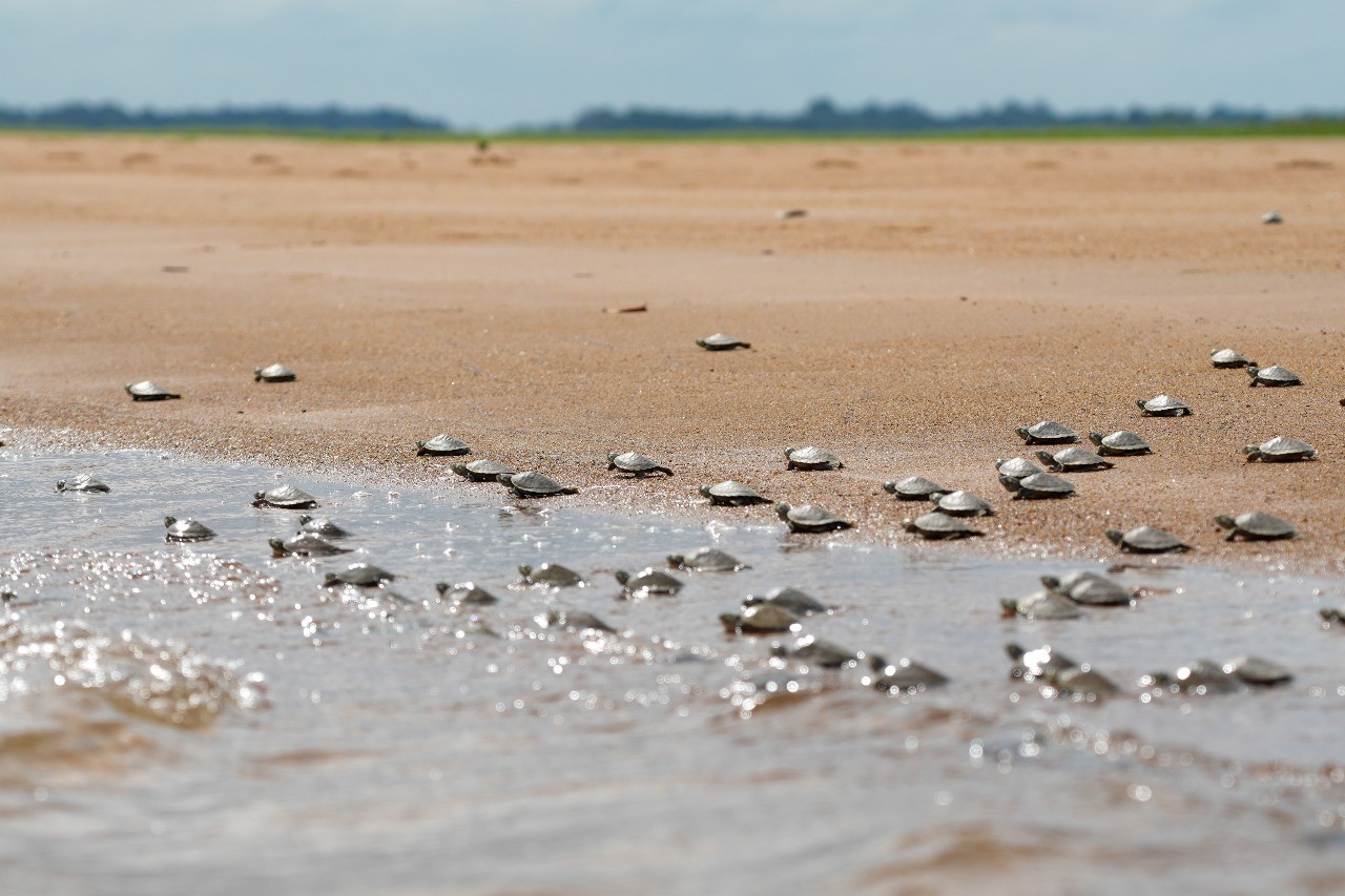 Soltura de filhotes de tartarugas no rio Xingu, no PA, emociona voluntários: 'Experiência maravilhosa'
