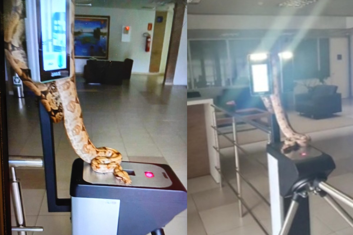 Jiboia é flagrada 'batendo ponto' após o expediente em prédio de órgão público de Campo Grande 