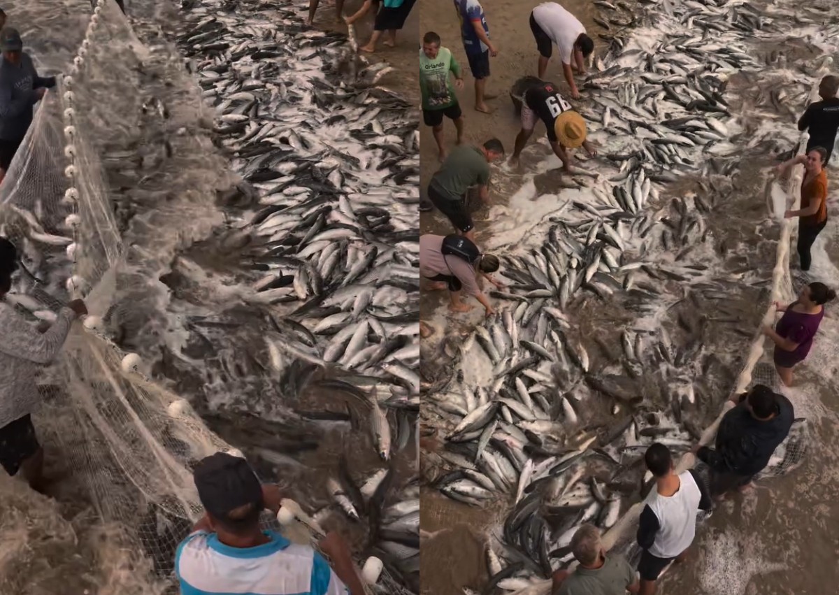 Cardume com milhares de tainhas forma 'mancha' no mar cristalino durante pesca em SC; VÍDEO