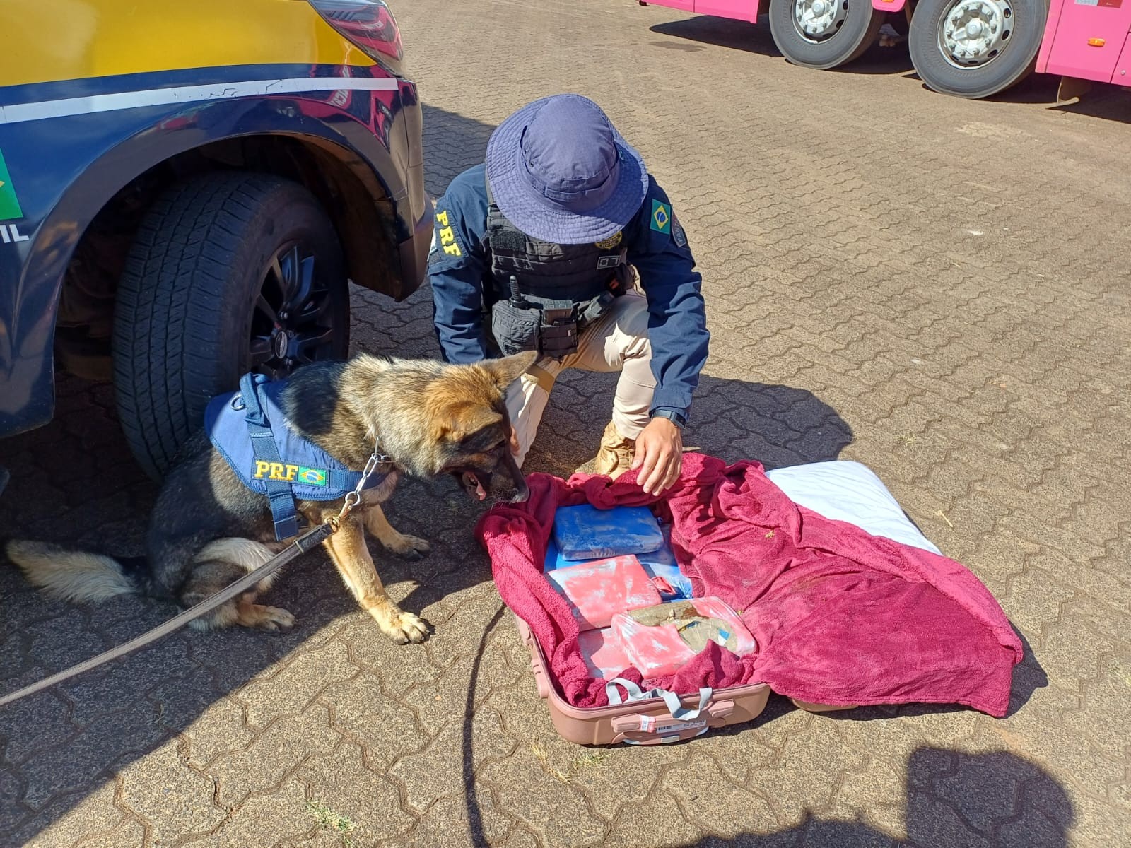 Cão de faro indica presença de drogas em mala e passageiro de ônibus é preso na BR-365, em Uberlândia