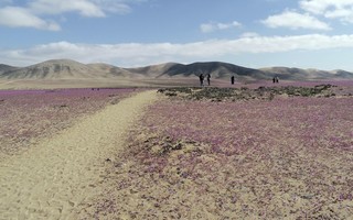 Chuvas incomuns fazem deserto do Atacama florescer; FOTOS