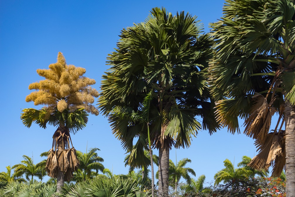 Floração da Talipot acontece uma única vez na vida das palmeiras. — Foto: Pedro Kirilos/Estadão Conteúdo