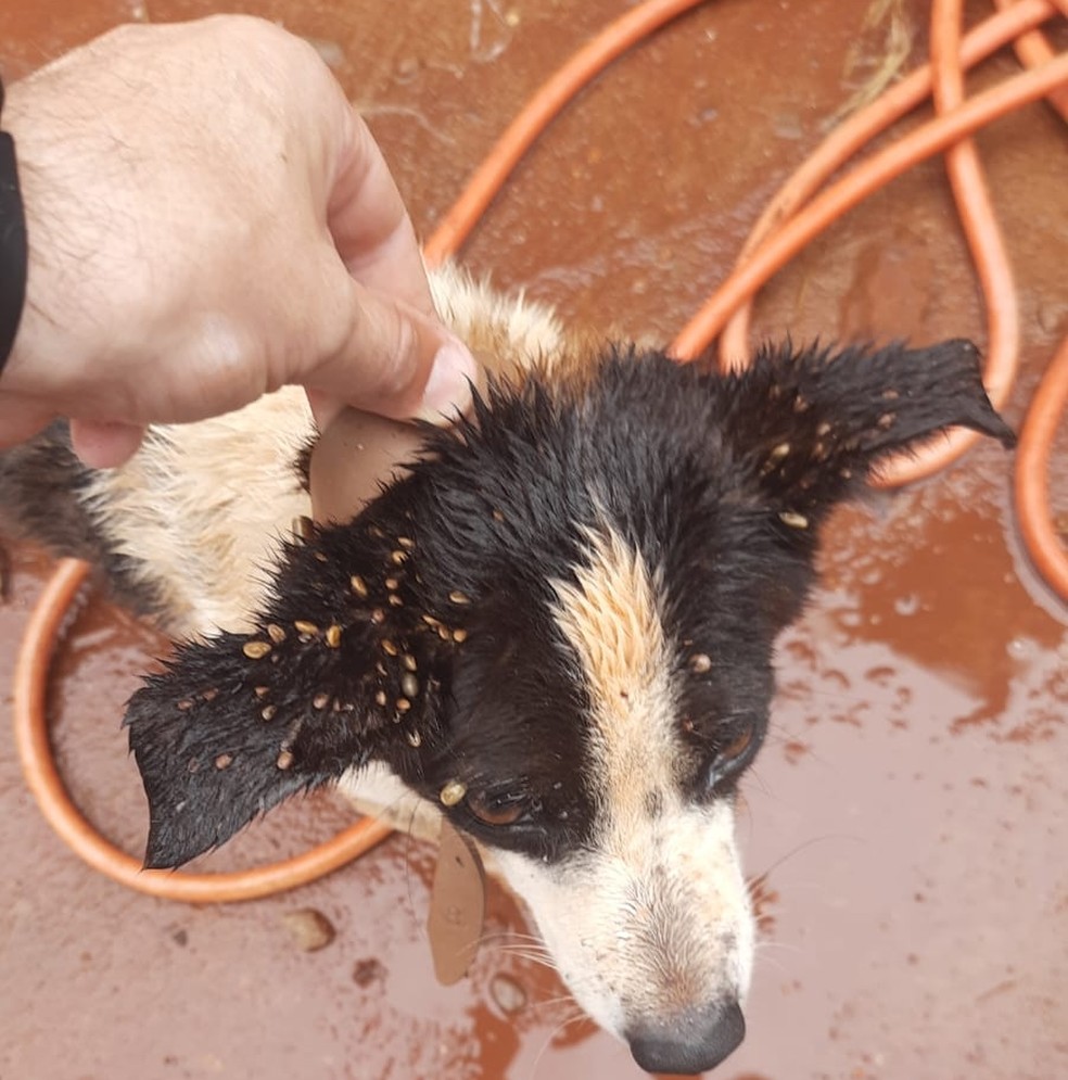 Cão vítima de maus-tratos foi resgatado em Paulicéia (SP) — Foto: Polícia Civil